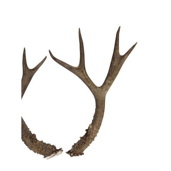 Matching Deer Antlers Set Real Antlers Rustic Decor Craft Pair for Cabin Farmhou - Picture 4 of 11